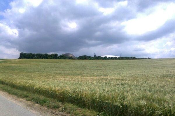Triticale für Ganzpflanzensilage